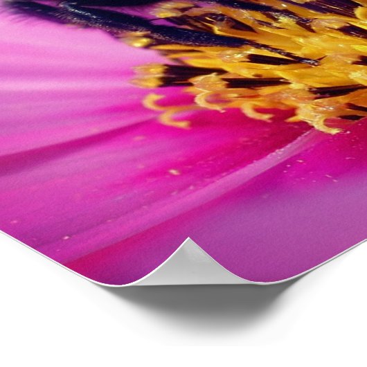 Hummeln auf der Blume des Kosmos Poster (Ecke)