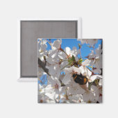 Hummeln auf der Blüte der Wildkirsche Magnet (Vorderseite/Rückseite)