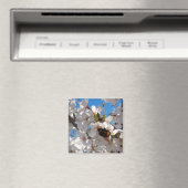 Hummeln auf der Blüte der Wildkirsche Magnet (In Situ (Geschirrspüler))