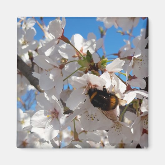 Hummeln auf der Blüte der Wildkirsche Magnet (Vorne)