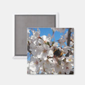 Hummeln auf der Blüte der Wildkirsche Magnet (Vorderseite/Rückseite)