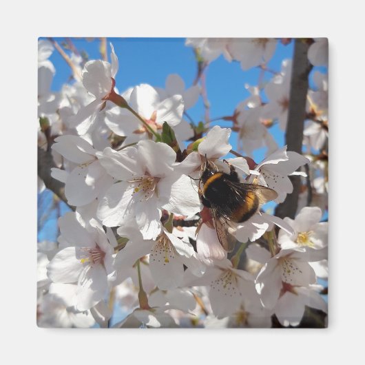 Hummeln auf der Blüte der Wildkirsche Magnet (Vorne)