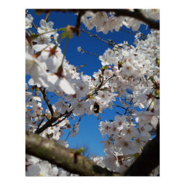 Hummeln auf der Blüte der Wildkirsche Poster