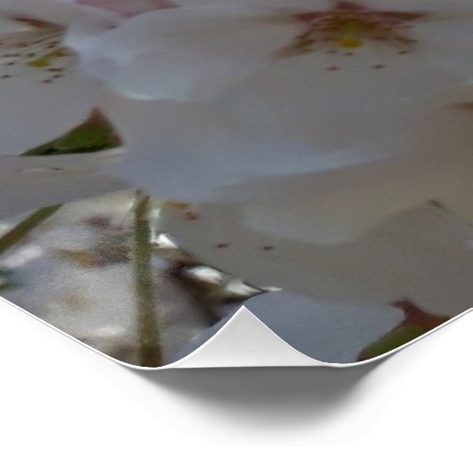 Hummeln auf der Blüte der Wildkirsche Poster (Ecke)