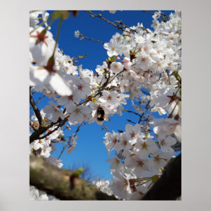 Hummeln auf der Blüte der Wildkirsche Poster