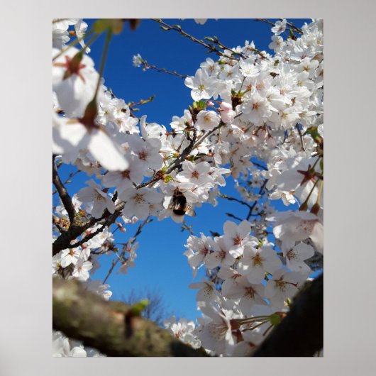 Hummeln auf der Blüte der Wildkirsche Poster (Vorne)