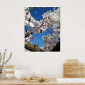 Hummeln auf der Blüte der Wildkirsche Poster (Küche)