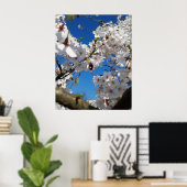 Hummeln auf der Blüte der Wildkirsche Poster (Heimbüro)