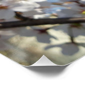 Hummeln auf der Blüte der Wildkirsche Poster (Ecke)