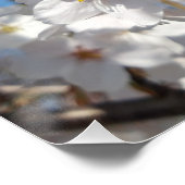 Hummeln auf der Blüte der Wildkirsche Poster (Ecke)