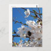 Hummeln auf der Blüte der Wildkirsche Postkarte (Vorne/Hinten)