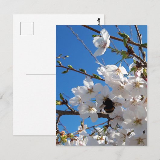 Hummeln auf der Blüte der Wildkirsche Postkarte (Vorne/Hinten)