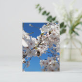 Hummeln auf der Blüte der Wildkirsche Postkarte (Stehend Vorderseite)