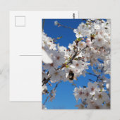 Hummeln auf der Blüte der Wildkirsche Postkarte (Vorne/Hinten)