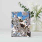 Hummeln auf der Blüte der Wildkirsche Postkarte (Stehend Vorderseite)