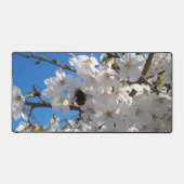 Hummeln auf der Blüte der Wildkirsche Schreibtischunterlage (Vorderseite)