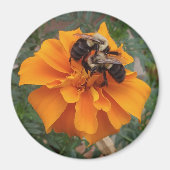 Hummeln auf der Marigold-Blume Magnet (Vorne)