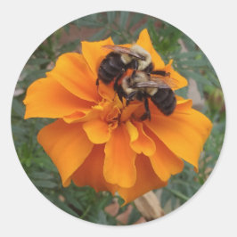 Hummeln auf der Marigold-Blume Runder Aufkleber