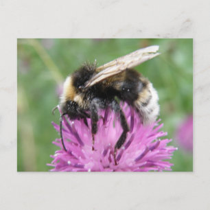 Hummeln auf einer Thistle-Postkarte Postkarte