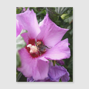 Hummeln auf Hibisken-Blume Magnetkarte