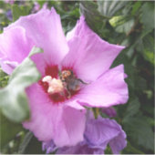 Hummeln auf Hibiskus Blume Aufkleber (Vorderseite)