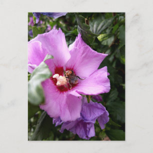 Hummeln auf Hibiskus Blume Feiertagspostkarte