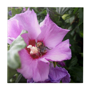 Hummeln auf Hibiskus Blume Fliese