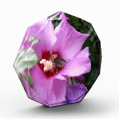 Hummeln auf Hibiskus Blume Fotoblock (Links)