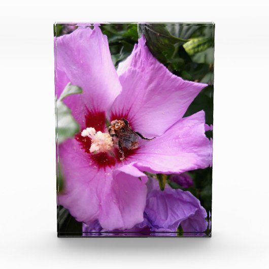Hummeln auf Hibiskus Blume Fotoblock (Vorderseite)