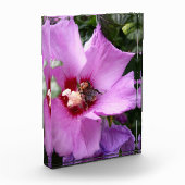 Hummeln auf Hibiskus Blume Fotoblock (Links)