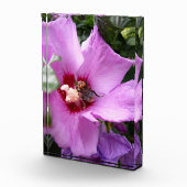 Hummeln auf Hibiskus Blume Fotoblock (Rechts)