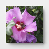 Hummeln auf Hibiskus Blume Fotoplatte (Vorderseite)