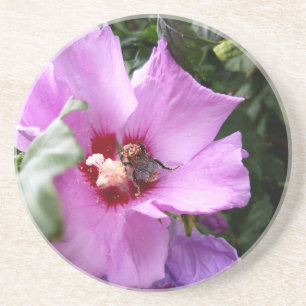Hummeln auf Hibiskus Blume Getränkeuntersetzer