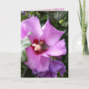 Hummeln auf Hibiskus Blume Karte