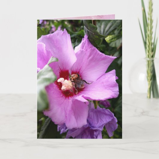 Hummeln auf Hibiskus Blume Karte (Vorderseite)