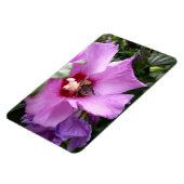 Hummeln auf Hibiskus Blume Magnet (Linke Seite)
