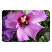 Hummeln auf Hibiskus Blume Magnet (Horizontal)