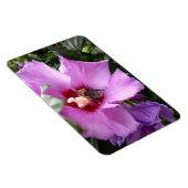 Hummeln auf Hibiskus Blume Magnet (Rechte Seite)