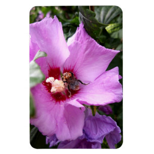 Hummeln auf Hibiskus Blume Magnet
