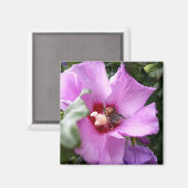 Hummeln auf Hibiskus Blume Magnet (Vorderseite/Rückseite)