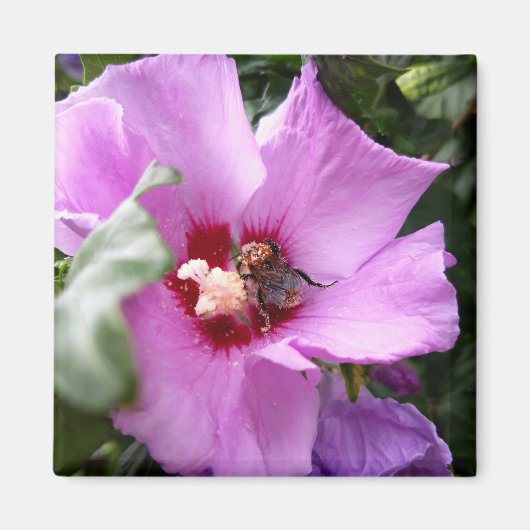 Hummeln auf Hibiskus Blume Magnet (Vorne)