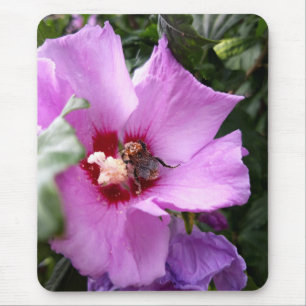 Hummeln auf Hibiskus Blume Mousepad