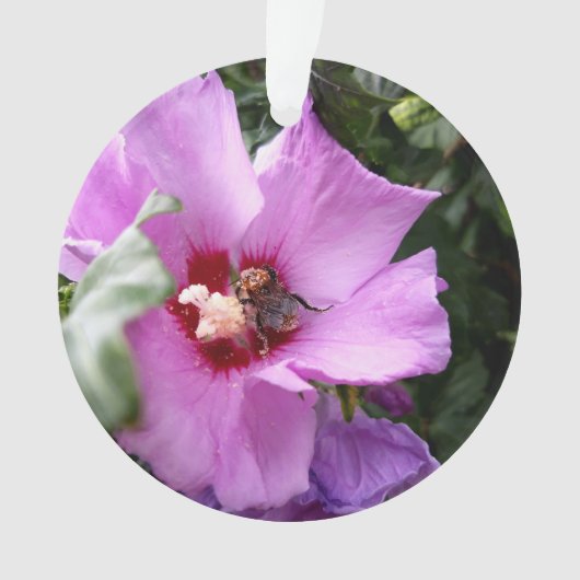 Hummeln auf Hibiskus Blume Ornament (Vorderseite)