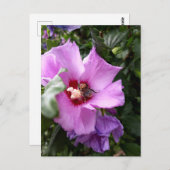 Hummeln auf Hibiskus Blume Postkarte (Vorne/Hinten)