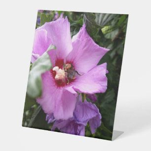 Hummeln auf Hibiskus Blume Sockelschild