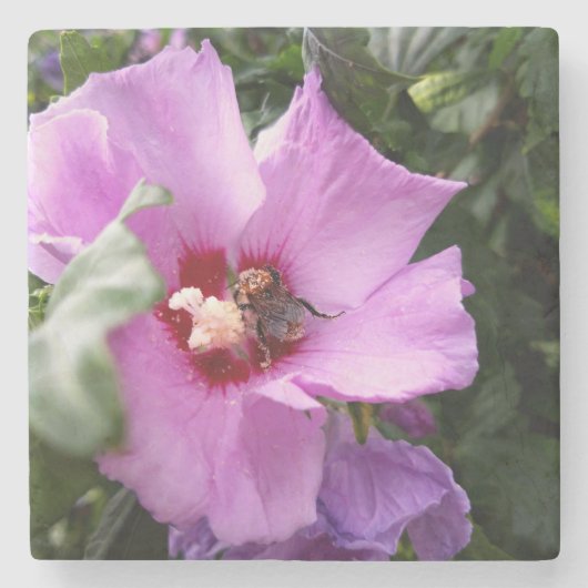 Hummeln auf Hibiskus Blume Steinuntersetzer (Vorderseite)