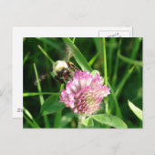 Hummeln auf Red Clover Postkarte (Vorne/Hinten)