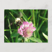 Hummeln auf Red Clover Postkarte (Vorderseite)