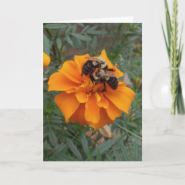 Hummeln auf Ringelblume Karte