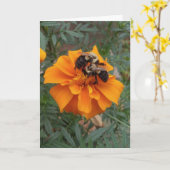 Hummeln auf Ringelblume Karte (Gelbe Blume)